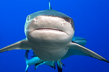 Blacktip Reef Shark (Carcharhinus melanopterus), Yap, Micronesia