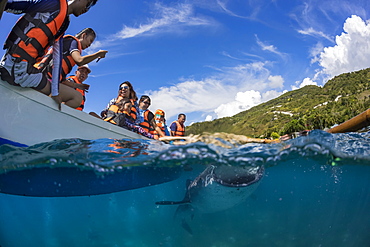 Tourists above on a canoe and a Whale Shark (Rhiniodon typus) below with it's mouth open. This is the world's largest species of fish, Oslob, Philippines