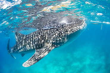 A Whale Shark (Rhiniodon typus) with it's mouth open, filter feeding at the surface. This is the world's largest species of fish, Oslob, Philippines