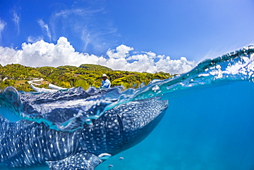 A commercial whale shark encounter with a feeder above on a canoe and a Whale Shark (Rhiniodon typus) below. This is the world's largest species of fish, Oslob, Philippines