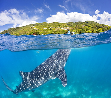 A commercial whale shark encounter with a feeder above on a canoe and a Whale Shark (Rhiniodon typus) below. This is the world's largest species of fish, Oslob, Philippines