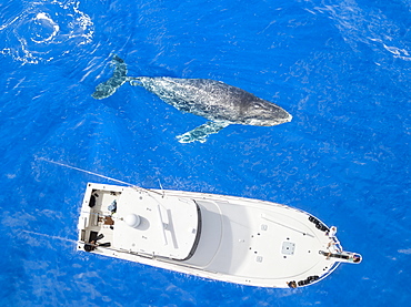 An aerial view of a Humpback Whale (Megaptera novaeangliae) surfacing beside a vessel, Lanai City, Lanai, Hawaii, United States of America