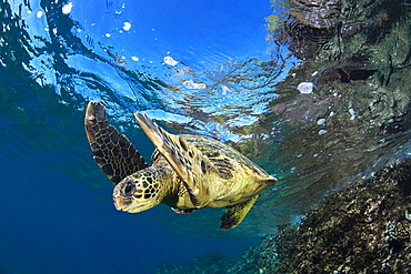 Hawaiian Green Sea Turtle (Chelonia mydas), Maui, Hawaii, United States of America