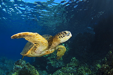 Hawaiian Green Sea Turtle (Chelonia mydas), Maui, Hawaii, United States of America