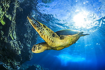 Hawaiian Green Sea Turtle (Chelonia mydas), Maui, Hawaii, United States of America