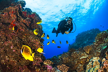 Scuba diver looking at bright Butterflyfish (Chaetodontidae), Lanai City, Lanai, Hawaii, United States of America