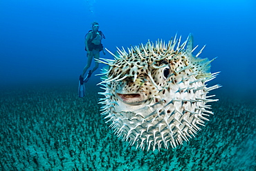 Diver and a Spotted porcupinefish (Diodon hystrix), Hawaii, United States of America