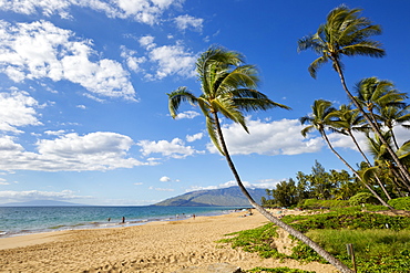 Palm trees lining Kamaole Beach, Kihei, Maui, Hawaii, United States of America