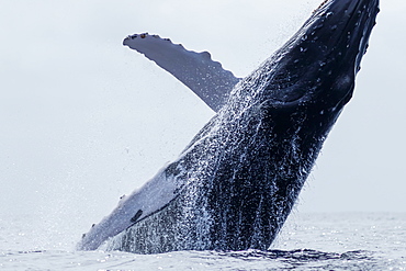 Humpback whale (Megaptera novaeangliae) breaching, Lahaina, Maui, Hawaii, United States of America