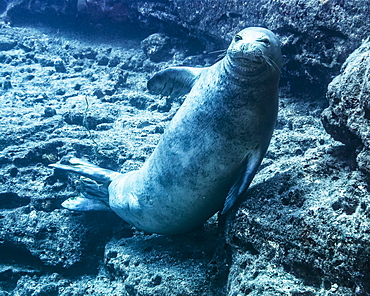 Endangered Hawaiian Monk Seal (Neomonachus schauinslandi) posing on the lava rock that is the submarine base of Pyramid Point of Lehua Rock located at the north end of Ni'ihau Island, Hawaii, USA during the spring, Hawaii, United States of America