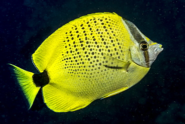 Milletseed Butterflyfish (Chaetodon citrinellus) feeding on plankton off Ni'ihau Island near Kauai, Hawaii, USA during the spring. This fish species is endemic to the Hawaiian Islands, Kauai, Hawaii, United States of America