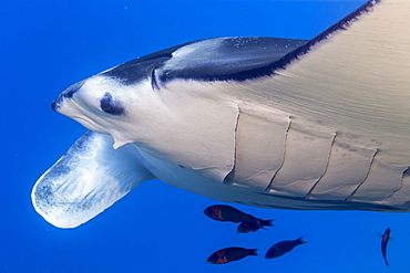 Endemic Hawaiian Saddle Wrasse (Thalassoma duperrey) approach to clean a Reef Manta Ray (Mobula (formerly Manta) alfredi) of parasites at a reef cleaning station off the Kona Coast, the Big Island, Hawaii, USA. This particular female manta with a missing