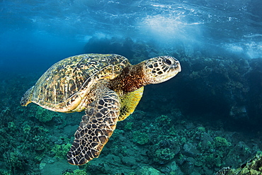 Hawaiian Green Sea Turtle (Chelonia mydas) named 'Honu', Makena, Maui, Hawaii, United States of America