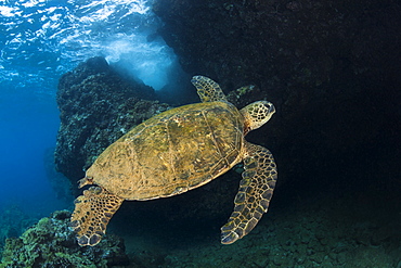 Hawaiian Green Sea Turtle (Chelonia mydas) named 'Honu', Makena, Maui, Hawaii, United States of America