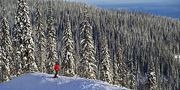 Skier Skier standing with a vast forest behind him, Sun Peaks Resort, Kamloops, British Columbia, Canada