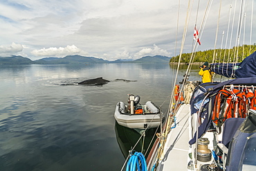 A Humpback whale (Megaptera novaeangliae) surfaces near the sailboat in the Great Bear Rainforest and a man photographs the whale, Hartley Bay, British Columbia, Canada