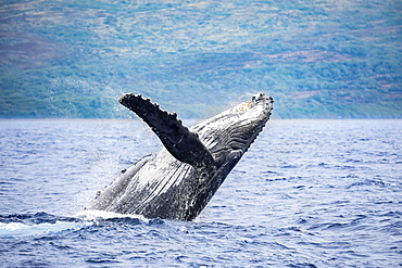 The island of Lanai is in the background of this breaching Humpback whale (Megaptera novaeangliae), Lanai, Hawaii, United States of America