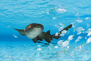 Nurse shark (Ginglymostoma cirratum) with a school of juvenile jacks, Bahamas