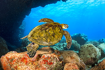 This green sea turtle (Chelonia mydas), an endangered species, is passing under Lone Tree Arch, a dive site on the Kona Coast, Kona, Island of Hawaii, Hawaii, United States of America