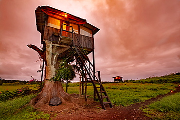 A giant Galapagos tortoise (Geochelone nigra) beds down for the night below a tree house at the Tortoise Farm on the island of Santa Cruz in the Galapagos Archipelago, Santa Cruz Island, Galapagos Islands, Ecuador