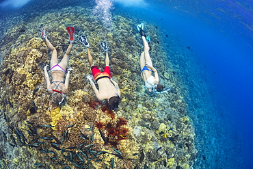 Slate pencil sea urchins (Heterocentrotus mammillatus) colour the hard coral in this Hawaiian reef scene with three free divers, Molokini Marine Preserve off the island of Maui, Maui, Hawaii, United States of America