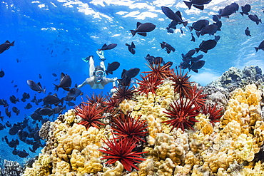 Slate pencil sea urchins (Heterocentrotus mammillatus) colour the foreground of this Hawaiian reef scene with a young woman free diving with black triggerfish (Melichthys niger), Molokini Marine Preserve off the island of Maui, Maui, Hawaii, United States of America