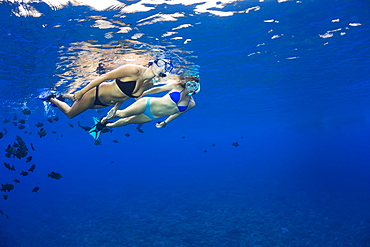 Two young women free diving with black triggerfish (Melichthys niger), Molokini Marine Preserve off the island of Maui, Maui, Hawaii, United States of America