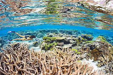 A snorkeler dives on a healthy hard coral reef near Two Tree Island off Kadavu Island in the southeast corner of Fiji, Fiji