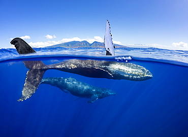 A split image of a pair of humpback whales (Megaptera novaeangliae) underwater in front of the West Maui Mountains just south of Lahaina, Maui, Hawaii, United States of America