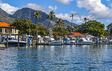 Lahanina harbour with palm trees and a view of the West Maui mountains, Lahaina, Maui, Hawaii, United States of America