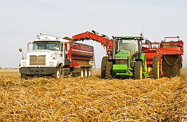 A potato digger harvests and loads a truck with potatoes, near Holland, Manitoba, Canada