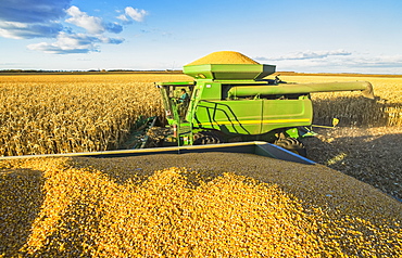 A combine harvester full of feed/grain corn next to a farm truck loaded with the crop, during the harvest near Niverville, Manitoba, Canada