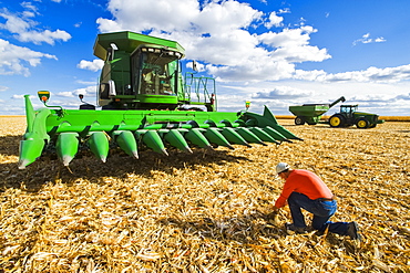 A farmer examines corn residue in front of a combine harvester with a tractor and grain wagon in the background, during the feed/grain corn harvest, near Niverville, Manitoba, Canada