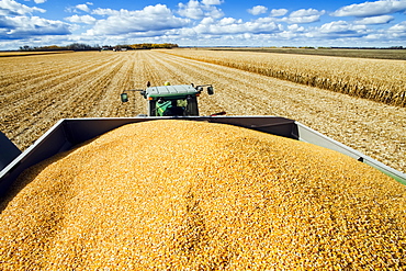 Feed/grain corn in the back of a grain wagon during the harvest, near Niverville, Manitoba, Canada