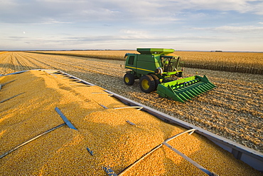 Harvested feed/grain corn in the back of a farm truck with a combine harvester in the background during the harvest, near Niverville, Manitoba, Canada