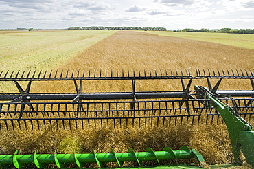 Close-up of a combine harvester header straight cutting in a mature standing field of canola during the harvest, near Niverville, Manitoba, Canada