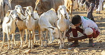 Eritrean herders with goats and sheep at the Monday livestock market, Keren, Anseba Region, Eritrea