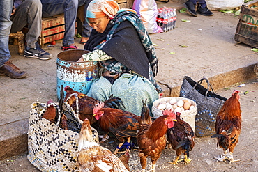 Eritrean woman selling chickens at the Mercato of the indigenous people, Asmara, Central Region, Eritrea