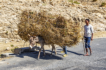 Man and donkey carrying brushwood, Adi-Teklezan, Anseba Region, Eritrea