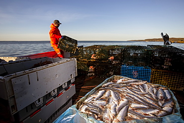 Lobster fisherman with herring bait. Digby Neck, Bay of Fundy, Nova Scotia, Canada