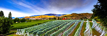 Vineyard and Cascade Mountains at dusk, vines covered with plastic, Okanagan Valley, British Columbia, Canada