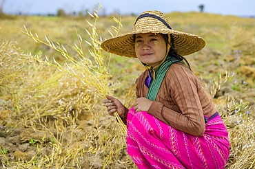 A young woman farming grain, Taungyii, Shan State, Myanmar