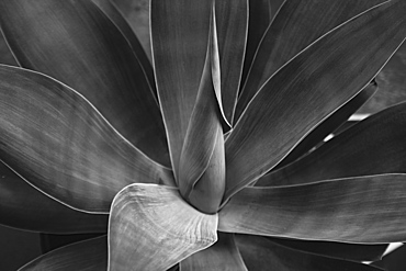 Black and white close-up of an agave plant