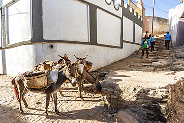 Donkeys on a street in Harar Jugol, the Fortified Historic Town, Harar, Harari Region, Ethiopia