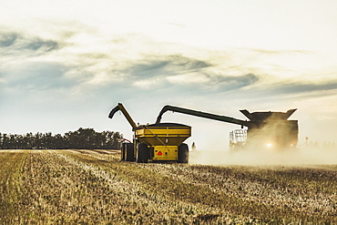 Offloading a harvested canola crop with an auger into a grain wagon, Legal, Alberta, Canada