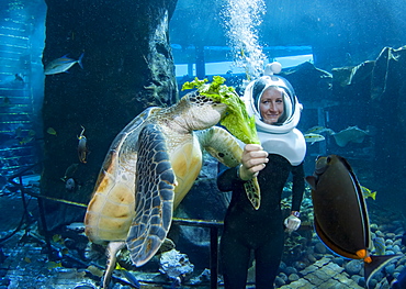 A diver feeds a green sea turtle (Chelonia mydas), an endangered species, at Sea Life Park's Underwater Sea Trek Adventure in their big tank, Oahu, Hawaii, United States of America