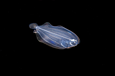 At just two inches in length this appears to be the larval stage of a flounder. This image was captured a mile off the island of Yap at night with the bottom 1000+ feet below, Yap, Federated States of Micronesia