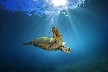 An underwater view of a Hawaiian Green Sea Turtle (Chelonia mydas), Makena, Maui, Hawaii, United States of America