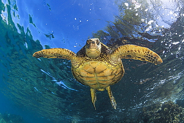 An underwater close-up view of a Hawaiian Green Sea Turtle (Chelonia mydas), Makena, Maui, Hawaii, United States of America