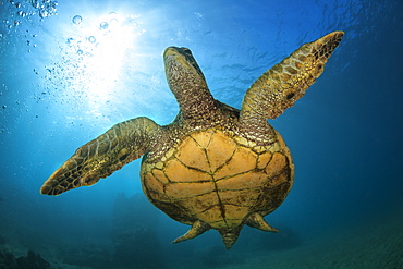 An underwater close-up view of a Hawaiian Green Sea Turtle (Chelonia mydas), Makena, Maui, Hawaii, United States of America